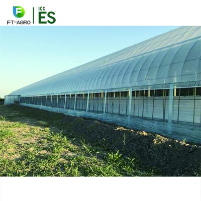 China Lettuce Multi-span Film Cheap Agricultural Plastic Tunnel Greenhouse For Lettuces / For Vegetable Growing for sale