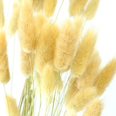 China Lagurus Dry Rabbit Tail Artificial Grass Bridal Home Decorative Lowest Price Wedding Party Decoration Ovatus Flower Rabbit Bunny Tail Grass for sale