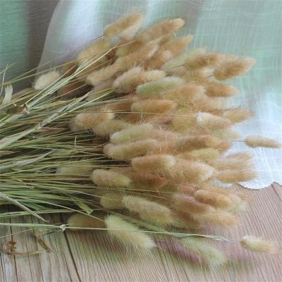 China Home decor V2002 Bunny Tail Wild Grass Dry flower can be used to ornament the living room for sale