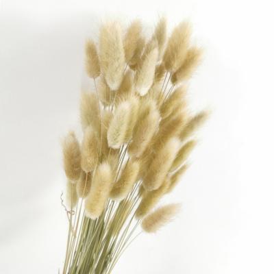 China Natural Home Decor Plant Dried Wild Grass Bunny Flower Dry Plant Supply Tail Grass Bunny Tail Grass for sale