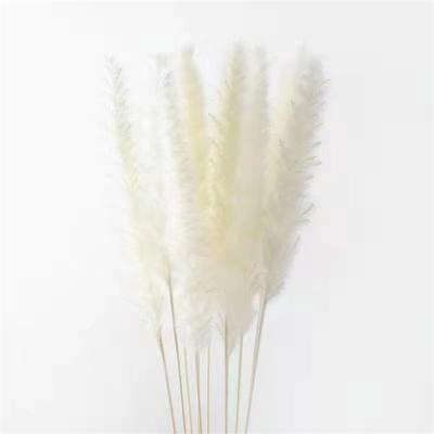 China Home Decor Dried Pampas Grass Large Fluffy By Home Decor Plant Flower Pampas Grass Competitive Pampas Grass Price for sale