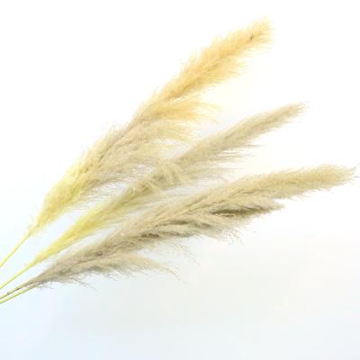 China Large Home Decor Faux Flower Pampas Grass Decor Dried For Pampas Grass Dried Pampas Grass for sale