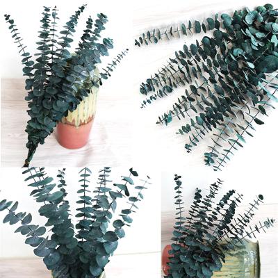 China Natural Touch Most Popular Flower Plants Natural Dried Eucalyptus Apple Leaves For Home Decor for sale