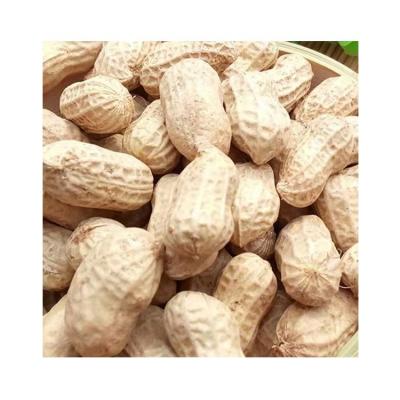 China Standard Ground Taste Good Dry Healthy Nut Exports Orgnic Peanut Peanuts for sale