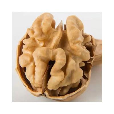 China Hot Selling Healthy Tasteful Dry Skin Thin Walnuts In Shell Walnut for sale