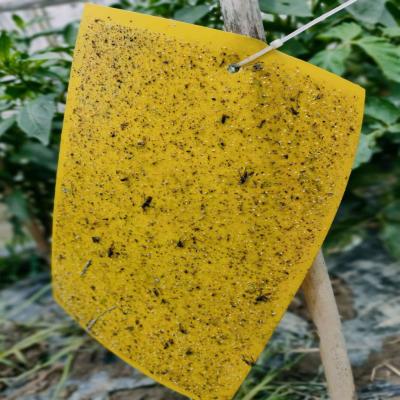 China Disposable Insect Fly Insect Fly Trap Sticky Farm Plant Glue Board Control Killer for sale