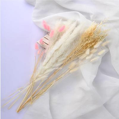 China Home Photography Dried Flowers Bouquet Pampas Grass Bunny Tails Grass for sale