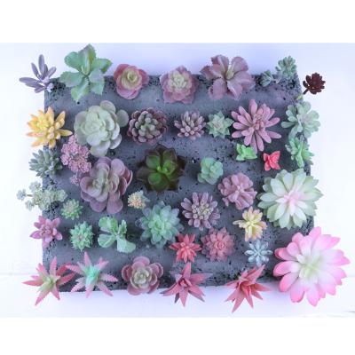 Κίνα Succulent εγκαταστάσεις προσομοίωσης DIY μίνι πλαστές για τη διακόσμηση κήπων προς πώληση