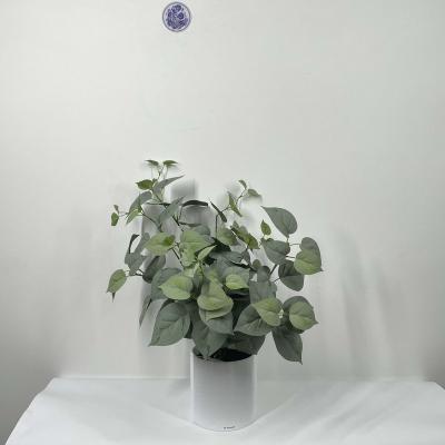 China home decoration evergreen leaf for sale