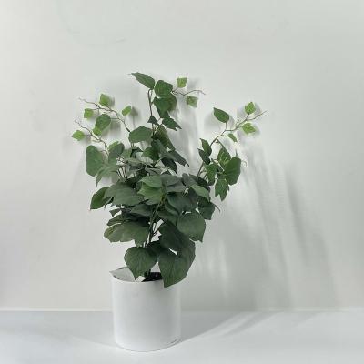 China home decoration evergreen leaf for sale