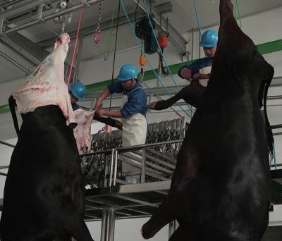 China Cows scare slaughter equipment for sale