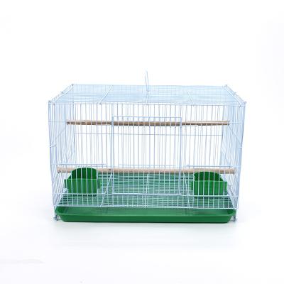 China Viable breeding birds and Big Bird s parakeets from aviaries for sale