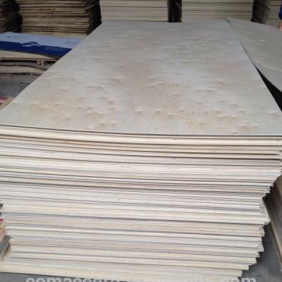 China Birch White Birch/Betula Plywood Platyphylla for sale