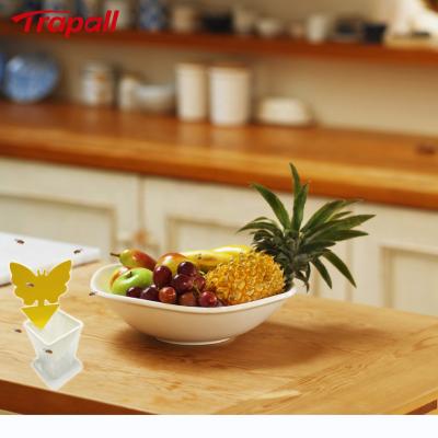 China Viable Indoor Reusable Plastic Insect Control Live Catch Fruit Fly Trap with Glue Stickers for sale