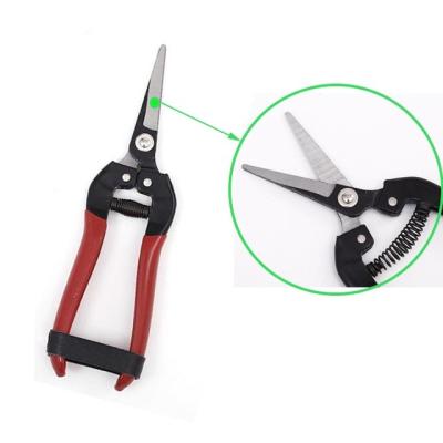 China Anti-skid handle prevent slippery pruning saw fruit scissors garden fruit tree shears for sale