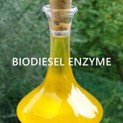 China Engineering Lipase Enzyme For Sustainable Bioenergy Oil Applications for sale