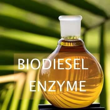 China Transesterification Reactions Lipase Enzyme For Biodiesel Synthesis for sale