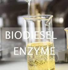 China Waste Lipids Enzymatic Hydrolysis For Biofuel Production Using Lipases for sale