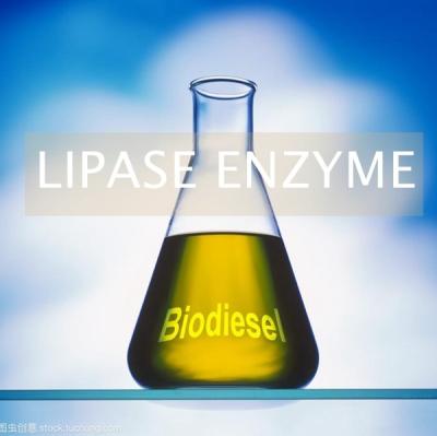 China Alternative Biofuels Lipases Enzyme In Production PH 6.0 - 8.0 for sale