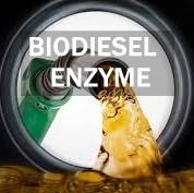 China Biodiesel Production Activity Lipase Enzyme Lipid Metabolic Pathways for sale