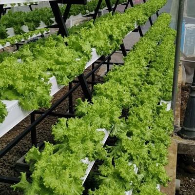 China Bear 180kgs Without Deformation Commercial Plastic Channel NFT Vertical Hydroponic System for sale