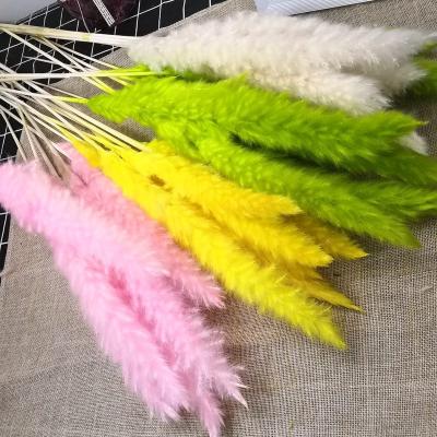 China Weding Home Decoration Dried Flower Bouquet Amazon Decoration Pampas Grass Cattail Reed Warm Home Firewood Small for sale