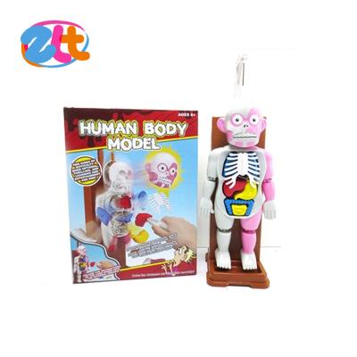 China MODEL TOY Electronic Human Body 3D Models Games and Educational Toys for Children for sale