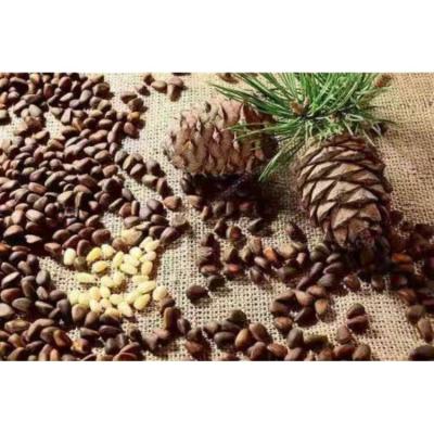 China Siberia Mongolia and Russia human pinus pine nut food use consumption cedar pine nut core for sale