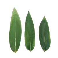 China O bambu embalado fresco verde decorativo do sushi das placas sae de 15-30cm à venda