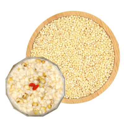 China Dry 2021 crop competitive price sorghum grains seeds kernel for sale for sale