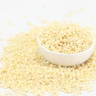 China 2021 dry clean kernel of good quality crop sorghum grains for sale for sale