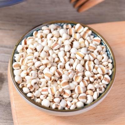 China JTCS 2021Crop High Quality Finest Price Pearl Barley Coix Dry White Seeds for sale