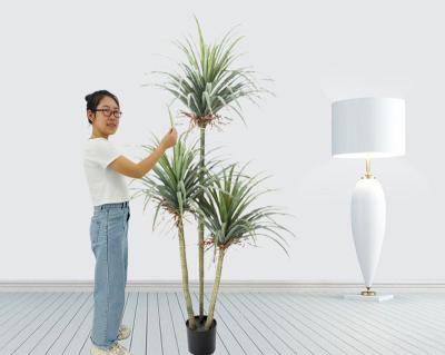 China High simulation 15 years old plant + greenary plants dragon blood tree real artificial dracaena touch material for home decor for sale