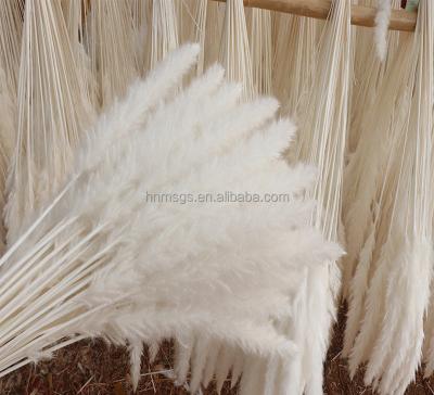 China Hot Selling Natural Touch Customized Flower OEM Brand Natural Preserved Dried Dry Pampas Grass Flower For Wholesale for sale