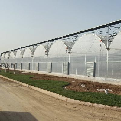 China Stable Plastic Greenhouse Multi-span Greenhouse Multi-span Greenhouse Agricultural Plastic Green House for sale