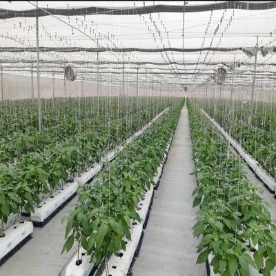 China Planting Plant Polycarbonate Solar Sheet Plastic Greenhouse For Sale for sale