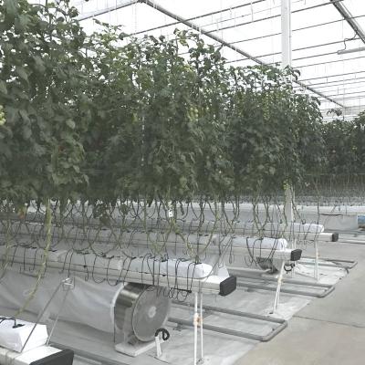 China China Manufacturer Stable Structure Glass Greenhouse For Vegetable Growing for sale