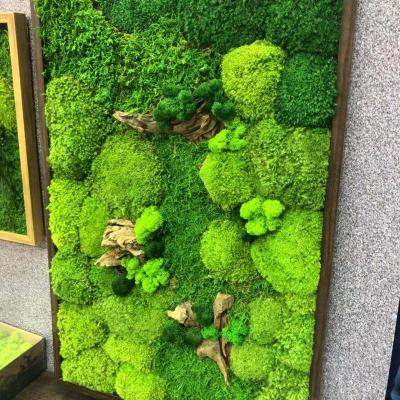 China Long Llasting Finished Product Fresh Natural Real Preserved Moss For Wall Decoration for sale