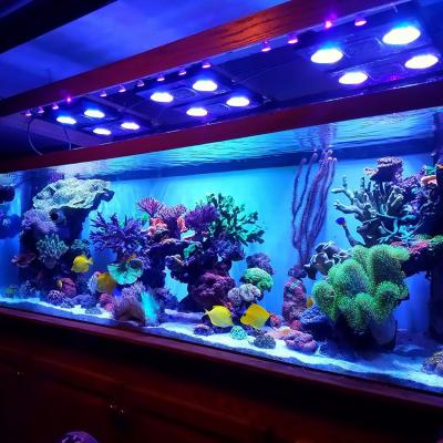 China 2020 Viable New Design Acrylaquarium Aquarium for Marine Fish for sale