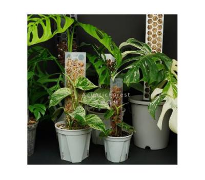 China DIY CLASSIC Modular Plastic Foam Pole Stick For Plant Monstera Poles Mounting Plants Support Indoor Plants Sphagnum Moss Pole Set for sale