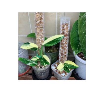 China CLASSIC Plastic Foam Pole Stick For Plant Monstera Poles Mounting Plants Support Indoor Plants Sphagnum Moss Pole Set for sale