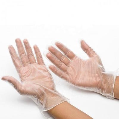 China Pulverice los guantes disponibles gratuitos del vinilo para el servicio de alimentación que dirige 1000PCs/CTN transparente en venta