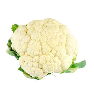 China Fresh green healthy cauliflower leafy greens fresh cauliflower flour for sale