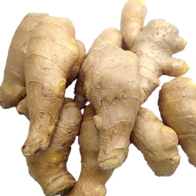 China New Cultured Fresh Fresh Ginger Whole Prices Exporting To Overseas High Quality Gingers Best Gingers for sale