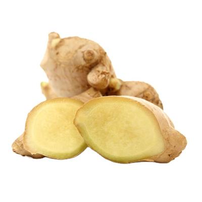 China New cultivation fresh air dried ginger old ginger fresh ginger large young for sale