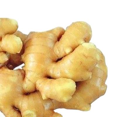 China Big Fresh China Supplier Supply 150g/250g Up Fresh Ginger Ginger for sale