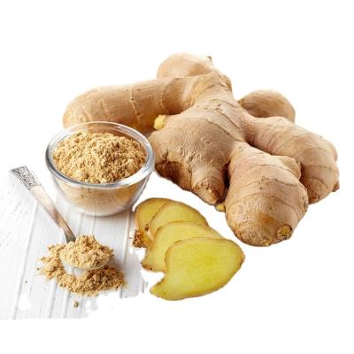 China Fresh fresh ginger in china wholesale fresh natural ginger people favorite ginger for sale