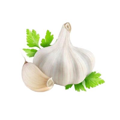 China China Fresh Supplier Supply Good Garlic Delicious Garlic's Red Garlic for sale