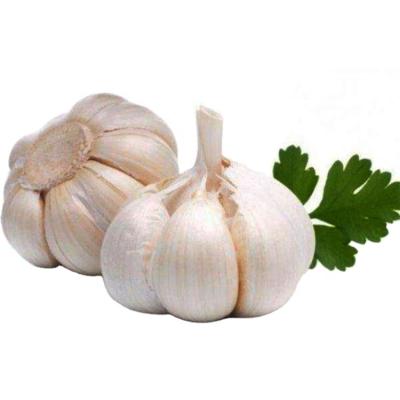 China Large size fresh normal garlic wholesale fresh white garlic fresh bulk white garlic for sale