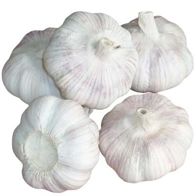 China Fresh Sale Chinese Fresh Peeled Garlic Normal Garlic Base White Vegetable Garlic for sale